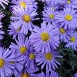 Symphyotrichum laeve Blomst