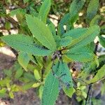 Photinia arbutifoliaLeaf