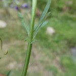 Vicia onobrychioides 葉