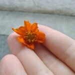 Cosmos sulphureusКвітка