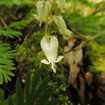 Dicentra canadensis Květ