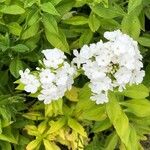 Phlox carolina Flower