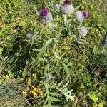 Cirsium eriophorum Hábito