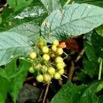 Bidens frondosa Fruit