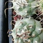 Turbinicarpus schmiedickeanus Листок