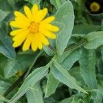 Calendula tripterocarpa Цвят