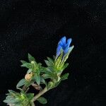 Gentiana meiantha موطن