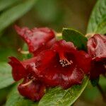 Rhododendron sanguineum Floare
