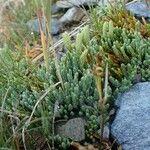 Lycopodium alpinum عادت