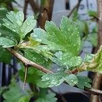 Crataegus monogyna Leaf