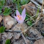 Crocus autumnalis Кветка