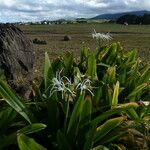 Hymenocallis caribaea Fuelha