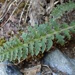 Pedicularis gyroflexa Elinympäristö