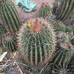 Ferocactus pilosus Leaf