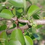Pyrus cordata Outro