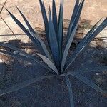 Agave tequilana Leaf