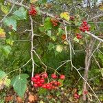 Crataegus phaenopyrum ফল