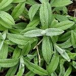 Cerastium tomentosum Hábito