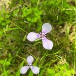 Herbertia lahue Flower