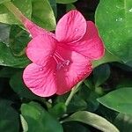 Barleria repens Flor
