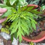 Artemisia princeps Листок