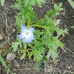 Nemophila phacelioides Лист