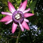 Passiflora ambigua 花