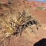 Deuterocohnia longipetala Habitat