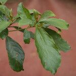 Terminalia ivorensis Yaprak