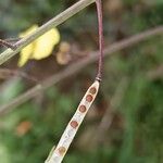 Brassica fruticulosa Fruto