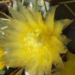 Ferocactus cylindraceus Blüte