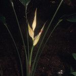 Heliconia lourteigiae Flor