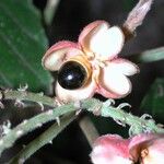 Cupania rufescens Fruit