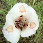 Calochortus venustus ᱵᱟᱦᱟ