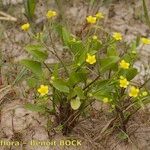Ranunculus ophioglossifolius Libunga