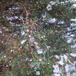 Leptospermum scoparium List