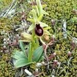 Ophrys exaltata Інше