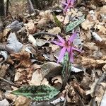 Erythronium dens-canis Habitus