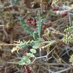 Sarcopoterium spinosum Leaf