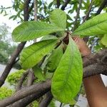 Synsepalum dulcificum Feuille