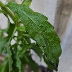 Erigeron sumatrensis Folio