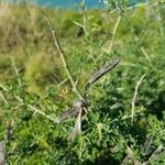 Cytisus lanigerus Vaisius