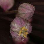 Allium atroviolaceum x Allium polyanthum 花