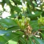 Syzygium aromaticum Цветок