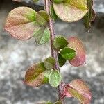 Cotoneaster horizontalis Levél