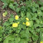 Doronicum pardalianches Habitat