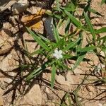 Heliotropium tenellum Kvet