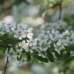 Pyrus elaeagrifolia Flower