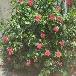 Hibiscus rosa-sinensis Inny