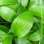 Hosta lancifolia ᱥᱟᱠᱟᱢ